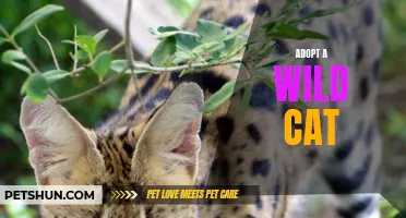 How to Adopt a Wild Cat and Provide It a Loving Home