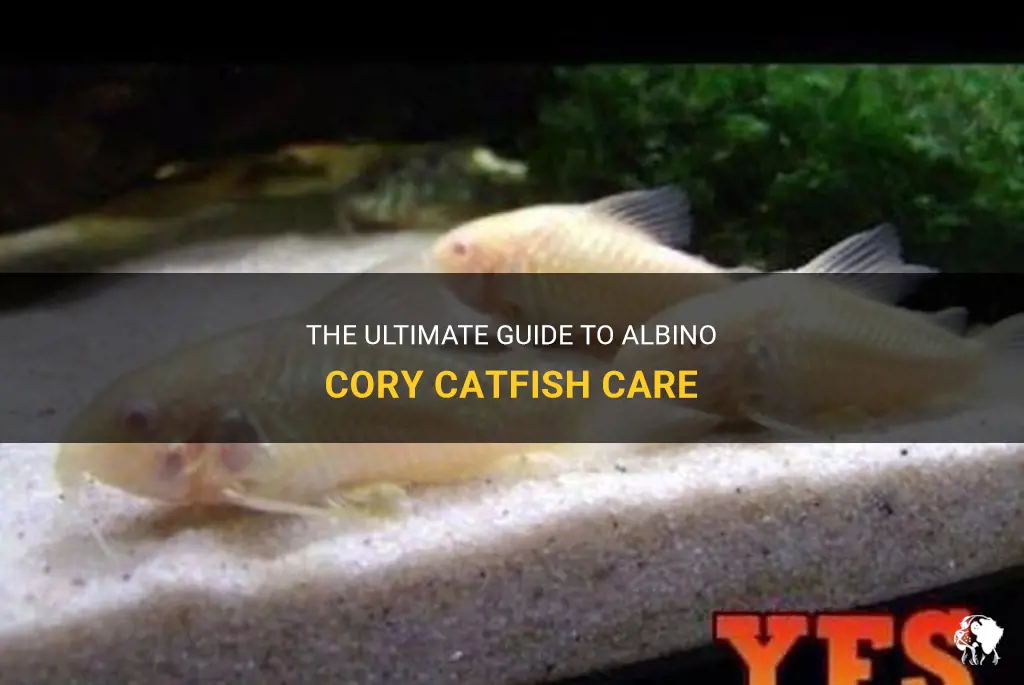 albino cory catfish care