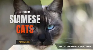Common Symptoms and Treatment of Being Allergic to Siamese Cats