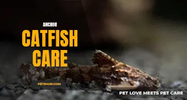 The Ultimate Guide to Anchor Catfish Care for Beginners