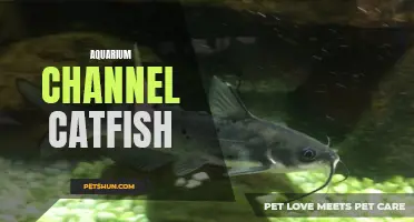The Fascinating World of Aquarium Channel Catfish