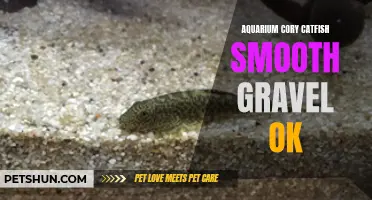Choosing Smooth Gravel for Your Aquarium Cory Catfish