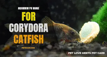 The Ideal pH Range for Corydora Catfish in Your Aquarium
