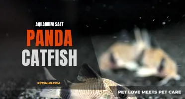 Aquarium Salt and the Unique Care of Panda Catfish: Everything You Need to Know