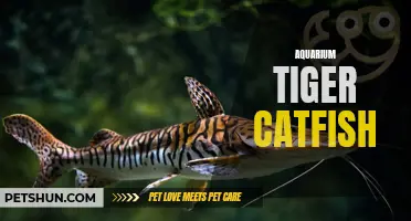 Discover the Fascinating Behavior of Aquarium Tiger Catfish: A Guide for Aquarists