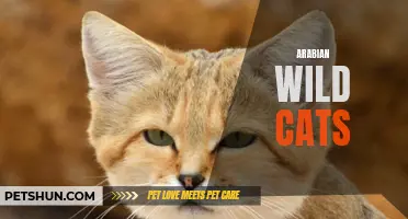 The Mysteries of Arabian Wild Cats Unveiled: A Closer Look at These Elusive Felines