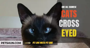 Exploring the Myth: Are All Siamese Cats Cross-Eyed?