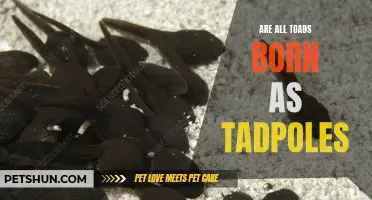 Are All Toads Born as Tadpoles? Exploring the Life Cycle of Toads
