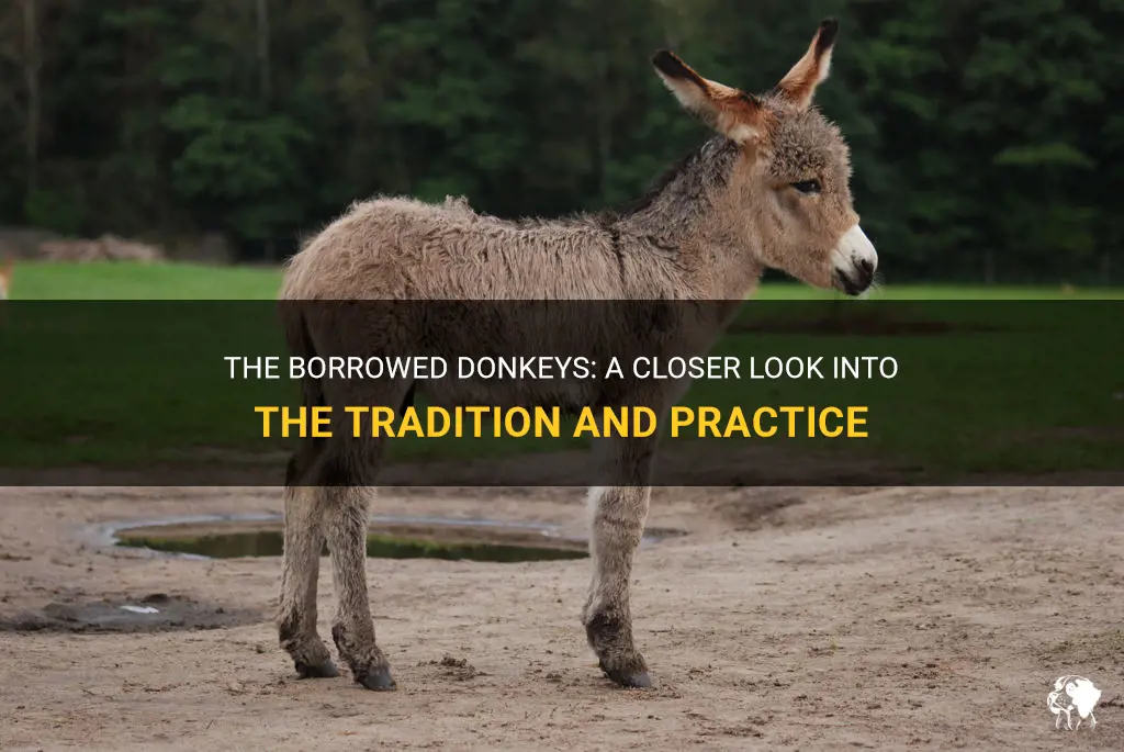 are borrows donkeys