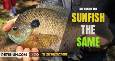 Understanding the Difference Between Bream and Sunfish