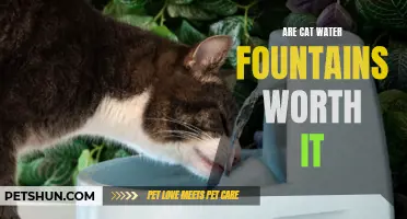 The Benefits of Using Cat Water Fountains for Your Feline Friend