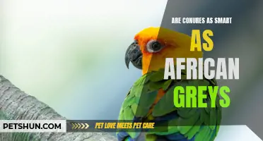 Comparing the Intelligence of Conures and African Greys: Who Comes Out on Top?