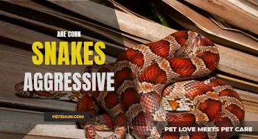 Are Corn Snakes Aggressive? Debunking the Myth