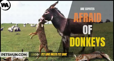 Do Coyotes Fear Donkeys? Exploring the Effectiveness of Donkeys as Predator Deterrents