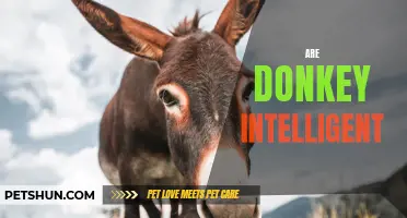 Unveiling the Intellectual Capacity of Donkeys: Are They Truly Intelligent?