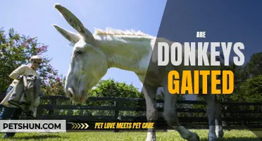 Are Donkeys Gaited? A Look into the Gait of Donkeys
