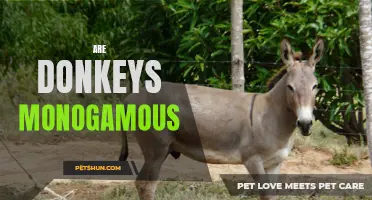 Exploring the Monogamy of Donkeys: Are They Truly Faithful?