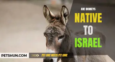 Are Donkeys Native to Israel? Unveiling the Origins of a Beloved Animal