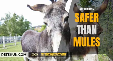 Comparing the Safety of Donkeys and Mules: Which is the Safer Equine Companion?