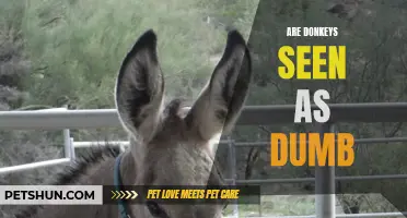 Are Donkeys Really as Dumb as They're Portrayed?