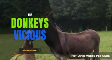 The Truth About Donkeys: Are They Really Vicious by Nature?