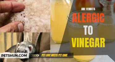 Exploring the Link: Can Ferrets Have Allergies to Vinegar?