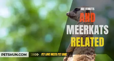 Are Ferrets and Meerkats Related: Exploring the Connection Between These Fascinating Animals