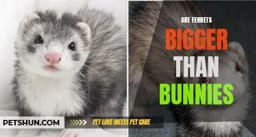 Comparing the Size of Ferrets and Bunnies: Is One Bigger than the Other?