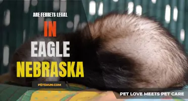 The Legality of Owning Ferrets in Eagle, Nebraska