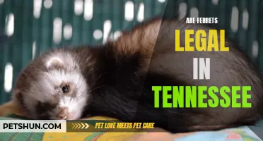 The Legal Status of Ferrets in Tennessee: What You Need to Know