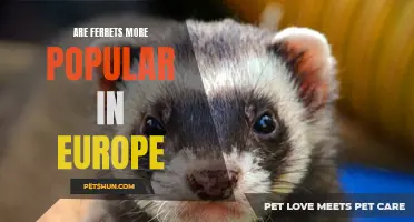 The Growing Popularity of Ferrets in Europe: A Closer Look