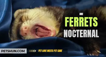 Exploring the Nocturnal Nature of Ferrets: Unveiling Their Intriguing After-Dark Habits
