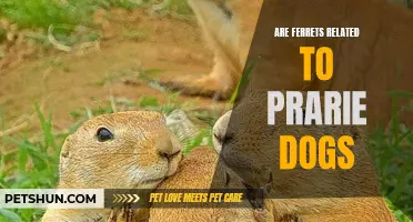 Are Ferrets Related to Prairie Dogs? Unveiling the Truth behind the Connection