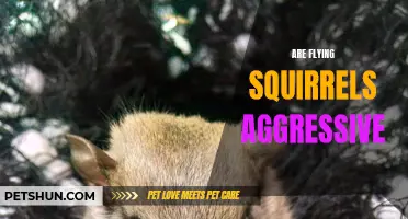 Do Flying Squirrels Have Aggressive Behavior?