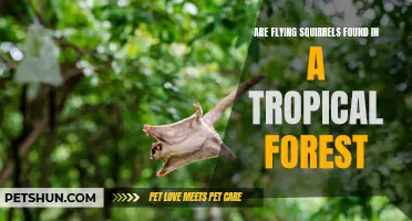 Exploring the Presence of Flying Squirrels in Tropical Forests