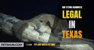 Flying Squirrels: Understanding Their Legal Status in Texas