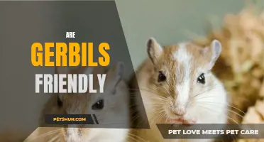 Exploring the Friendliness of Gerbils: What You Need to Know