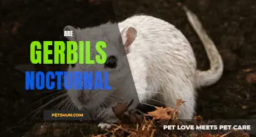 Exploring the Nocturnal Habits of Gerbils: Why Are They Active at Night?