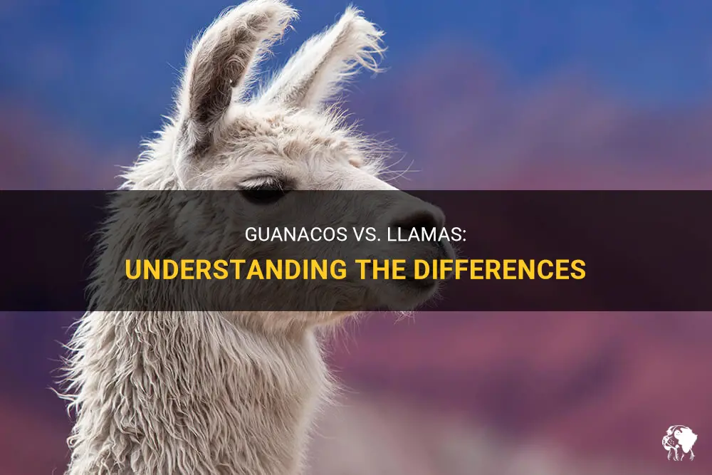 are guanacos llamas