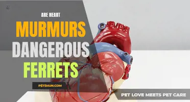 Are Heart Murmurs Dangerous for Ferrets? Everything You Need to Know