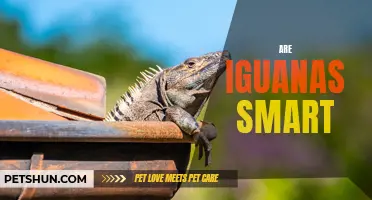 Are Iguanas Really as Smart as They Look?