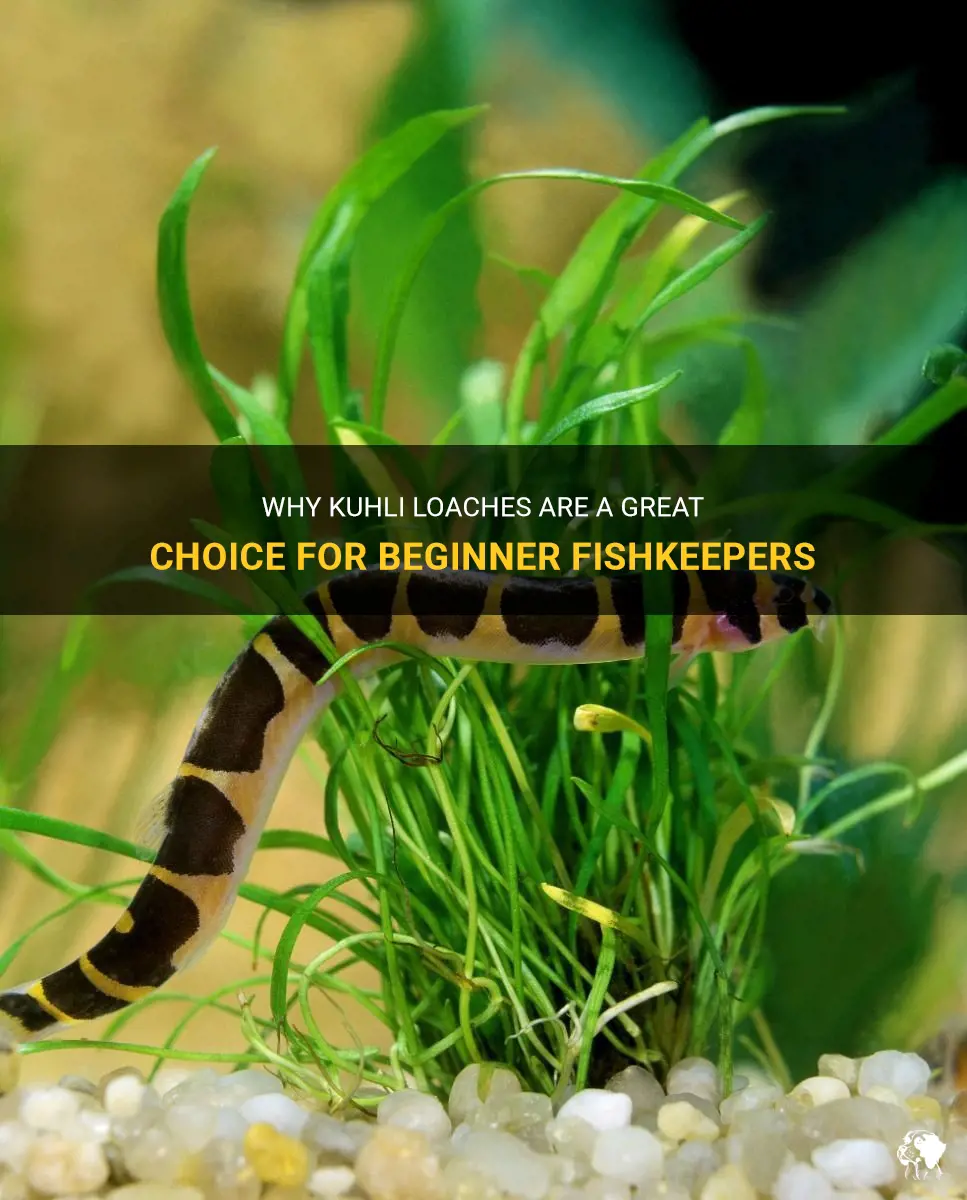 are kuhli loaches good for beginners
