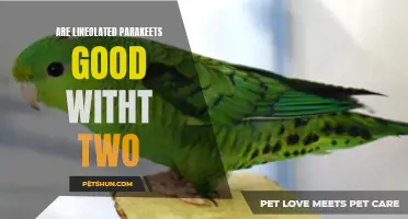 Are Lineolated Parakeets Good to Keep in Pairs?