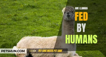 Feeding Llamas: A Human Responsibility