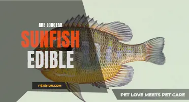 Exploring the Edibility of Longear Sunfish: A Delicate Delight or Best Left in the Water?