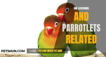 Are Lovebirds and Parrotlets Related? Unveiling the Connection Between These Popular Pet Birds