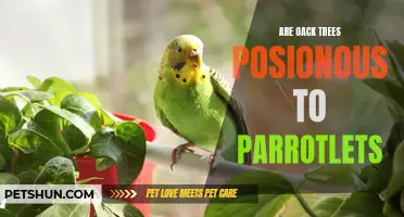 The Potential Dangers: Are Oak Trees Poisonous to Parrotlets?