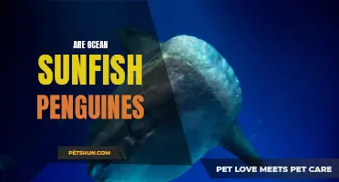 Exploring the Similarities and Differences: Are Ocean Sunfish Penguins?