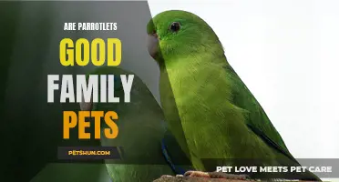 Parrotlets: A Perfect Addition to Your Family