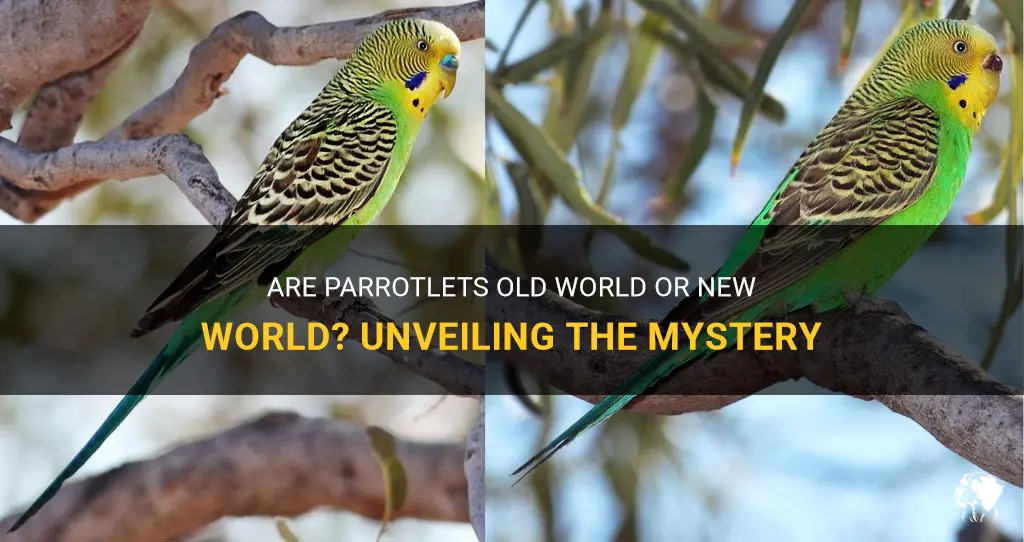 are parrotlets old world or new world